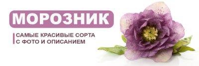 Лучшие сорта морозников с фото и названиями для посадки в Украине - yaskravaklumba.com.ua - Украина