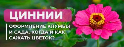 Аристократические циннии в оформлении клумбы и сада - когда и как сажать цветок - yaskravaklumba.com.ua