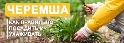 Как вырастить черемшу: описываем тонкости процесса - yaskravaklumba.com.ua - Украина
