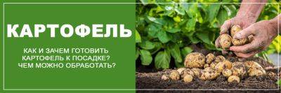 Чем обработать картофель перед посадкой - yaskravaklumba.com.ua