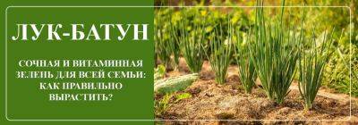 Сочная и витаминная зелень для всей семьи: как вырастить лук-батун? - yaskravaklumba.com.ua