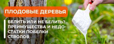 Плодовые деревья: белить или не белить – преимущества и недостатки побелки стволов - yaskravaklumba.com.ua