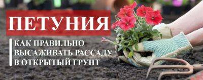 Когда и как высаживать петунии в открытый грунт - yaskravaklumba.com.ua - республика Коми