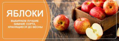 Долгоиграющее фруктовое удовольствие! Выбираем лучшие зимние сорта яблок, хранящиеся до весны - yaskravaklumba.com.ua - Украина