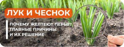 Почему желтеют перья лука и чеснока весной: опытные огородники назвали причины и их решение - yaskravaklumba.com.ua