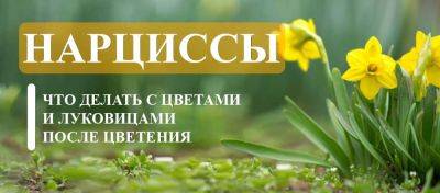 Нарциссы после цветения: что делать с цветами и луковицами? - yaskravaklumba.com.ua