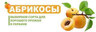 Лучшие сорта абрикоса для Украины - yaskravaklumba.com.ua - Украина
