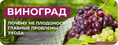 Виноград: почему не плодоносит – проблемы ухода - yaskravaklumba.com.ua - г. Виноград