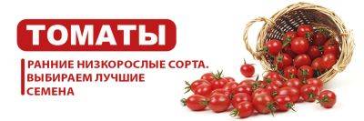 Ранние сорта низкорослых томатов: выбираем семена - yaskravaklumba.com.ua - Украина