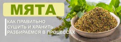 Как правильно сушить и хранить мяту: разбираемся в процессах - yaskravaklumba.com.ua - Украина