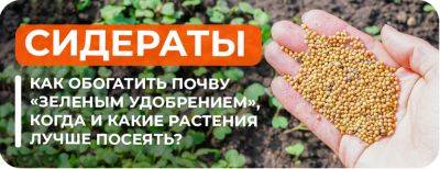 Сидераты весной – как обогатить почву зеленым удобрением, когда и какие растения лучше посеять - yaskravaklumba.com.ua