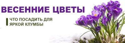 Топ-9 прекрасных весенних цветов: что посадить на клумбе или участке - yaskravaklumba.com.ua