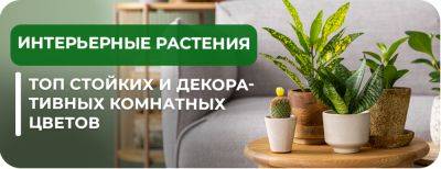 Неприхотливые интерьерные растения: ТОП стойких и декоративных комнатных цветов - yaskravaklumba.com.ua