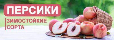 Зимостойкие сорта персика: шестерка лучших для Украины - yaskravaklumba.com.ua - Украина