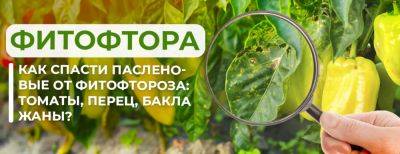 Фитофтора: как спасти пасленовые от фитофтороза – томаты, перец, баклажаны - yaskravaklumba.com.ua