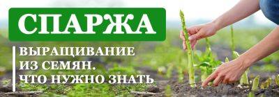 Как вырастить спаржу: описываем основы процесса - yaskravaklumba.com.ua - Украина