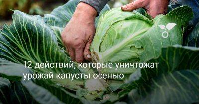 12 действий, которые уничтожат урожай капусты осенью - botanichka.ru