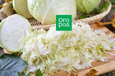 Как правильно и быстро нашинковать капусту – три самых эффективных способа - ogorod.ru