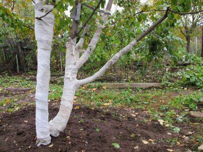 Как и чем обвязывать деревья на зиму: 8 вариантов - ogorod.ru