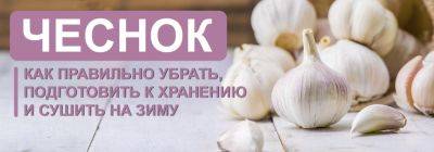 Чеснок: как правильно убрать, подготовить к хранению и сушить на зиму - yaskravaklumba.com.ua