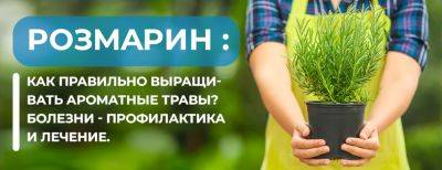 Розмарин болезни: как правильно выращивать ароматные травы – профилактика, лечение - yaskravaklumba.com.ua