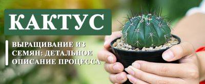 Выращивание кактусов из семян: детальное описание процесса - yaskravaklumba.com.ua - Украина