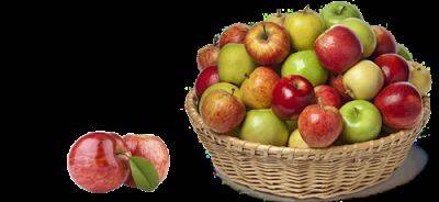 Лучшие 9 сортов яблонь осеннего срока созревания: самые вкусные и урожайные - yaskravaklumba.com.ua