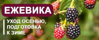 Ежевика осенью: уход, удобрения, поливы, подготовка к зиме - yaskravaklumba.com.ua