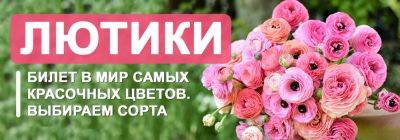 Выбираем лучшие сорта лютиков - билет в мир самых красочных цветов - yaskravaklumba.com.ua - Украина