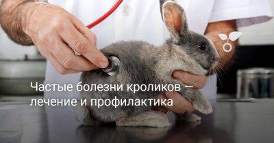 Частые болезни кроликов — лечение и профилактика - botanichka.ru