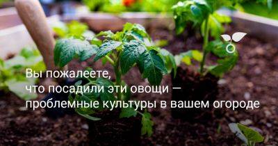 Вы пожалеете, что посадили эти овощи — проблемные культуры в вашем огороде - botanichka.ru