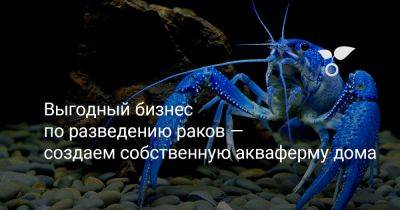Выгодный бизнес по разведению раков — создаем собственную акваферму дома - botanichka.ru