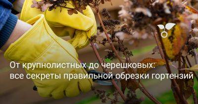 Все секреты правильной обрезки гортензий — от крупнолистных до черешковых - botanichka.ru