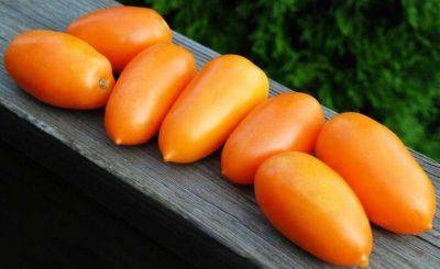 Сорт томата Банан оранжевый: описание, фото, отзывы - fermilon.ru