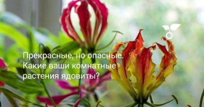 Прекрасные, но опасные. Какие ваши комнатные растения ядовиты? - botanichka.ru
