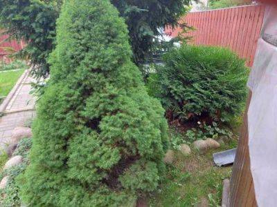 Анастасия Коврижных - Почему рядом с домом стоит посадить деревья: аргументы, о которых многие не слышали - belnovosti.by