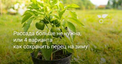Рассада больше не нужна, или 4 варианта как сохранить перец на зиму - botanichka.ru