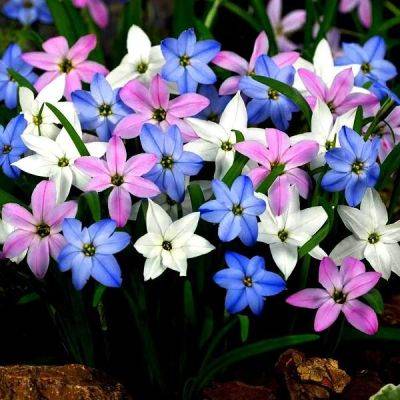 Цветок ифейон: фото и описание, выращивание - fermilon.ru - Снг - Аргентина