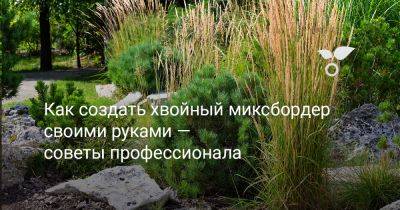 Как создать хвойный миксбордер своими руками — советы профессионала - botanichka.ru