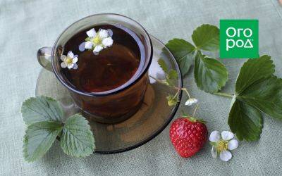 Чай из листьев садовой земляники – ферментируем и заготавливаем на зиму - ogorod.ru