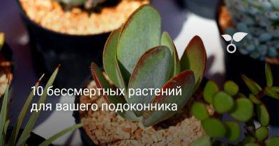 10 бессмертных растений для вашего подоконника - botanichka.ru
