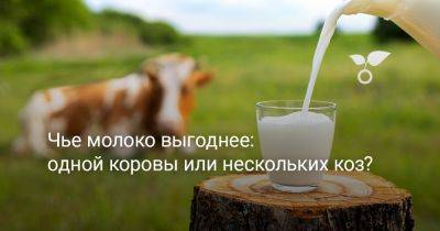 Чье молоко выгоднее: одной коровы или нескольких коз? - botanichka.ru