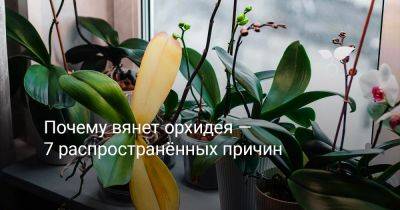 Почему вянет орхидея — 7 распространённых причин - botanichka.ru