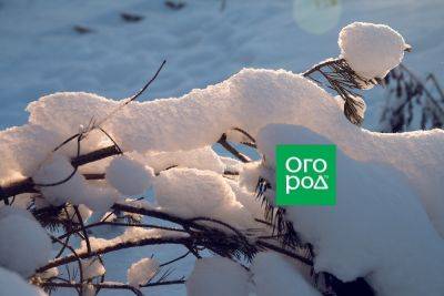 Липкий снег и ледяной дождь: как защитить сад от самой опасной погоды - ogorod.ru