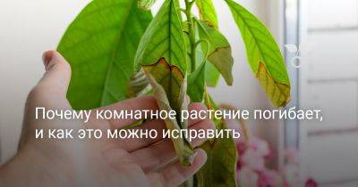 Почему комнатное растение погибает, и как это можно исправить - botanichka.ru