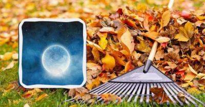 Лунный посевной календарь на ноябрь 2023 на каждый день - unian.net