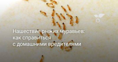 Нашествие рыжих муравьев: как справиться с домашними вредителями - botanichka.ru