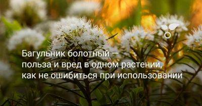 Багульник болотный — польза и вред в одном растении, как не ошибиться при использовании - botanichka.ru