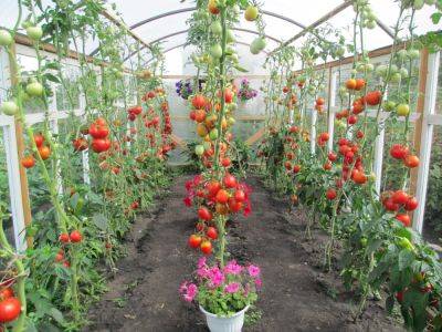 Какие помидоры сажать в теплице: самые урожайные сорта - ogorod.ru