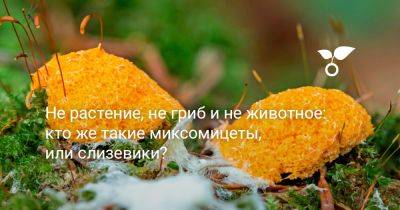 Не растение, не гриб и не животное: кто же такие миксомицеты, или слизевики - botanichka.ru